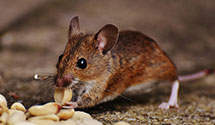 24 Hour & Emergency Exterminators in Landisville, NJ
